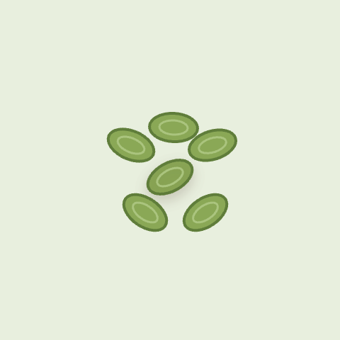 Pumpkin Seed